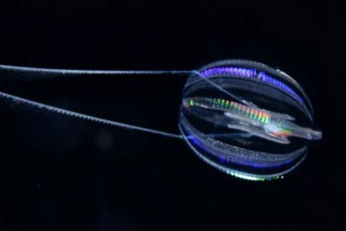 A picture of a Ctenophore