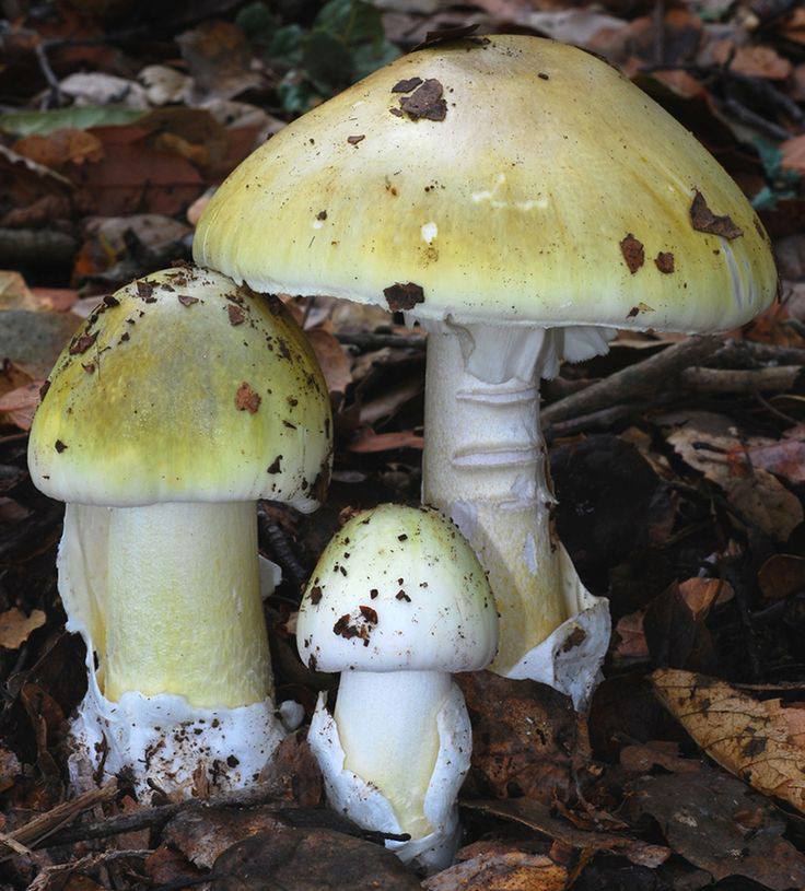 A picture of Deathcap mushrooms 