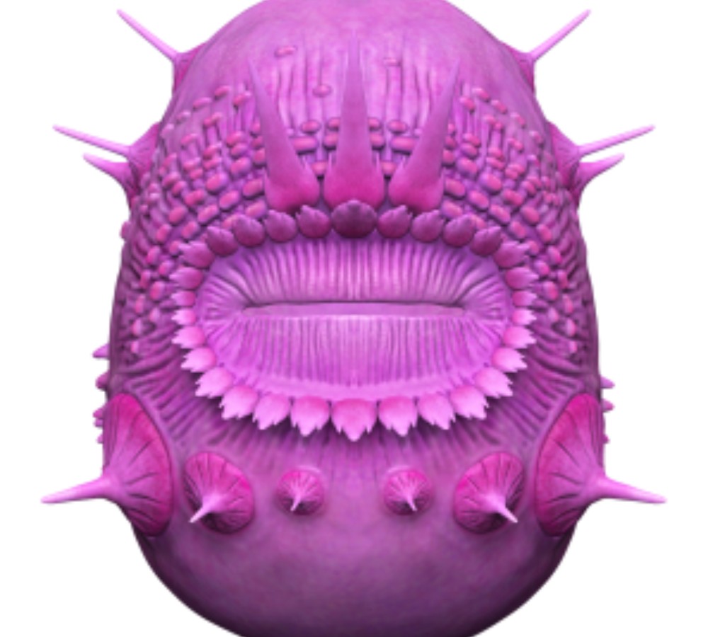Saccorhytus 3D Image