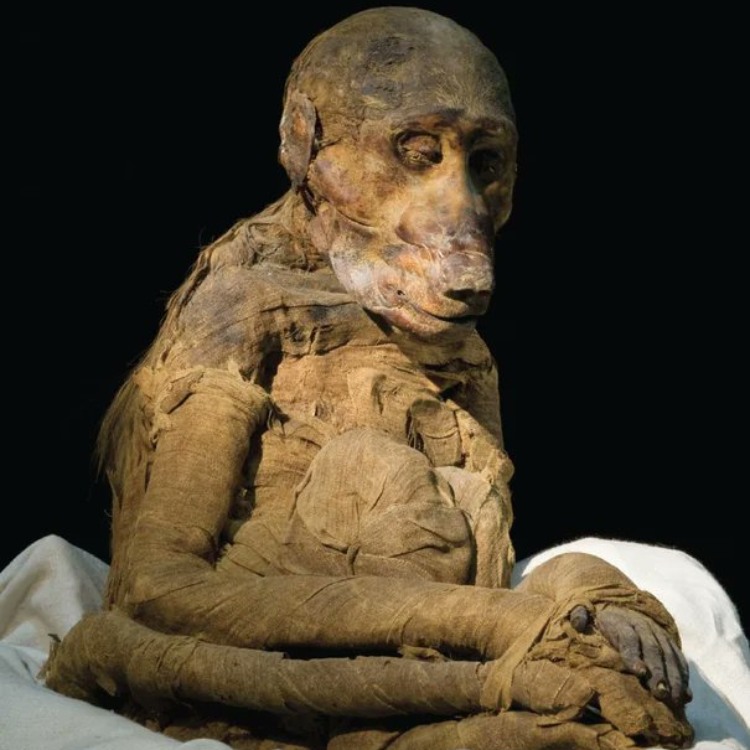 An image of a mummified Baboon recovered from the Temple of Khons in Luxor, Egypt
