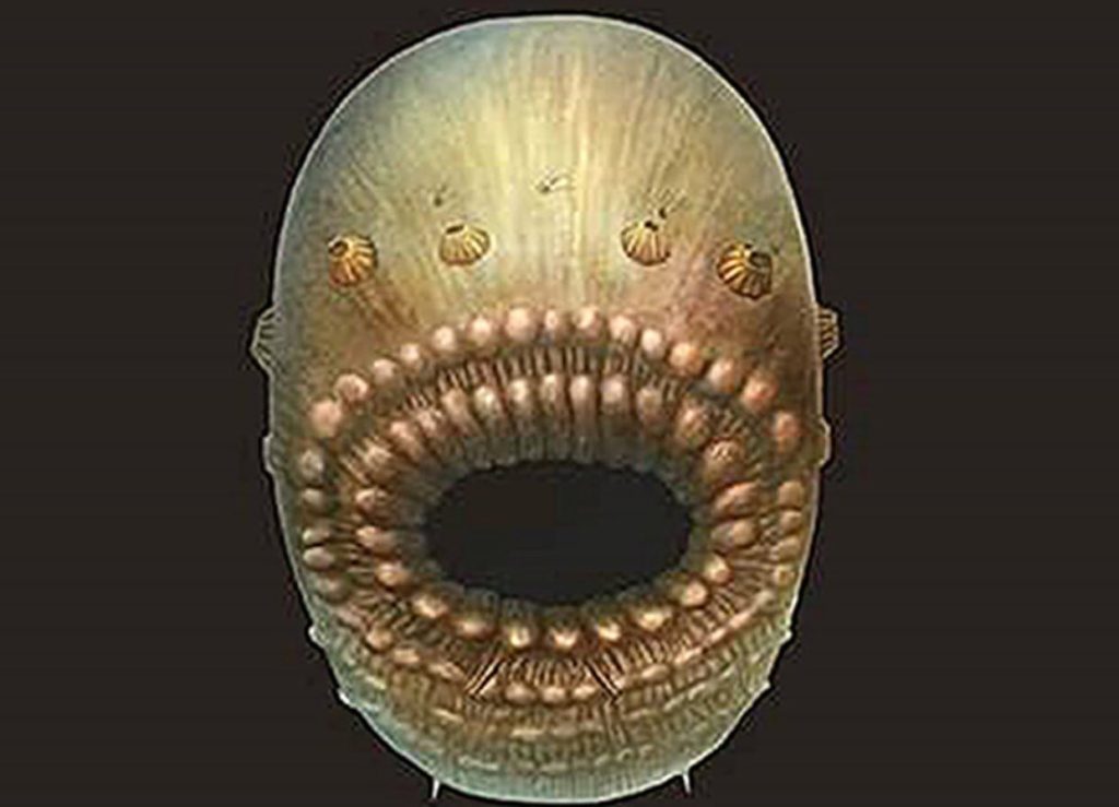 Saccorhytus 3D Image