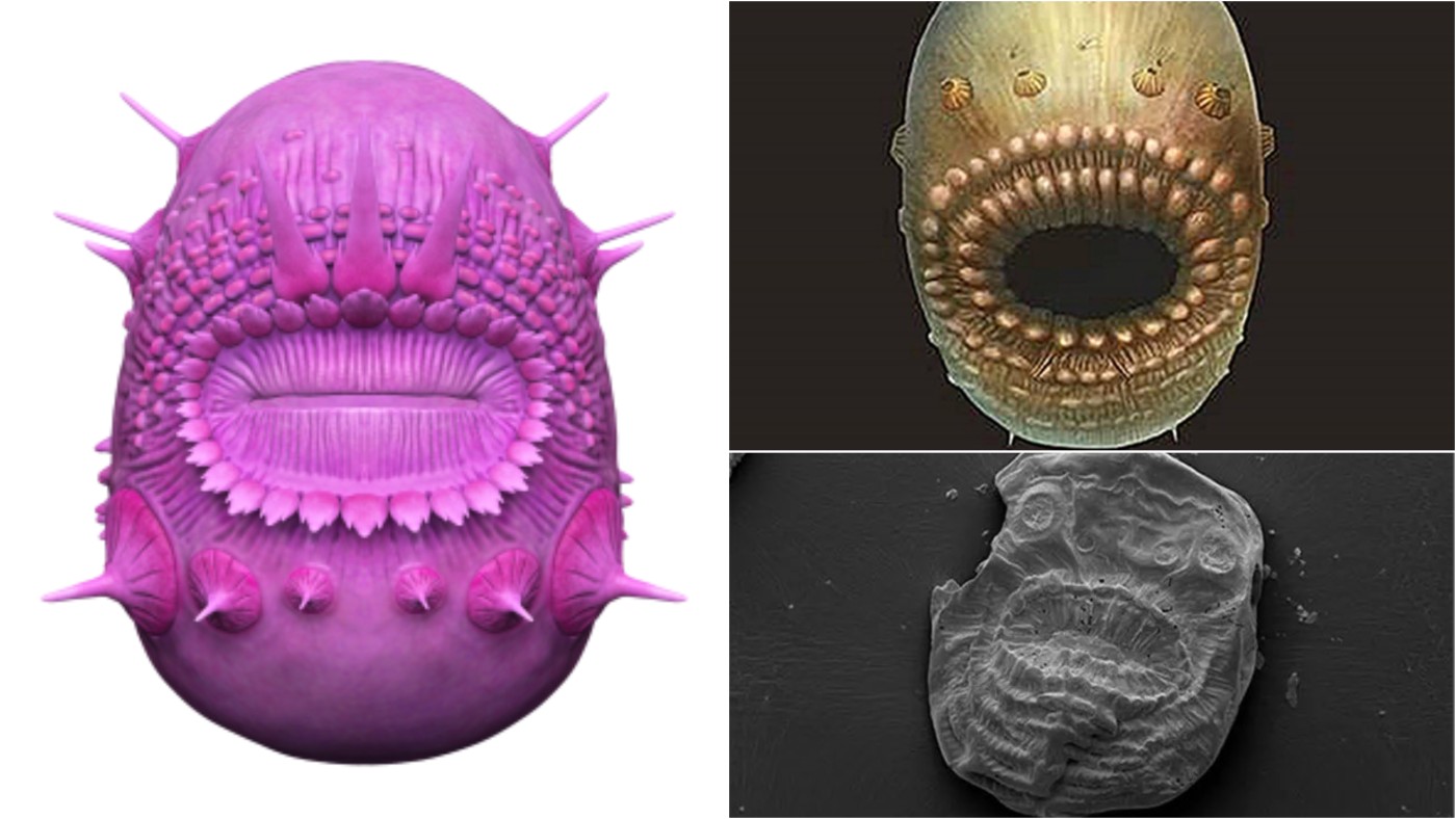 A Collage of 3D Images of the Saccorhytus and Its Fossil