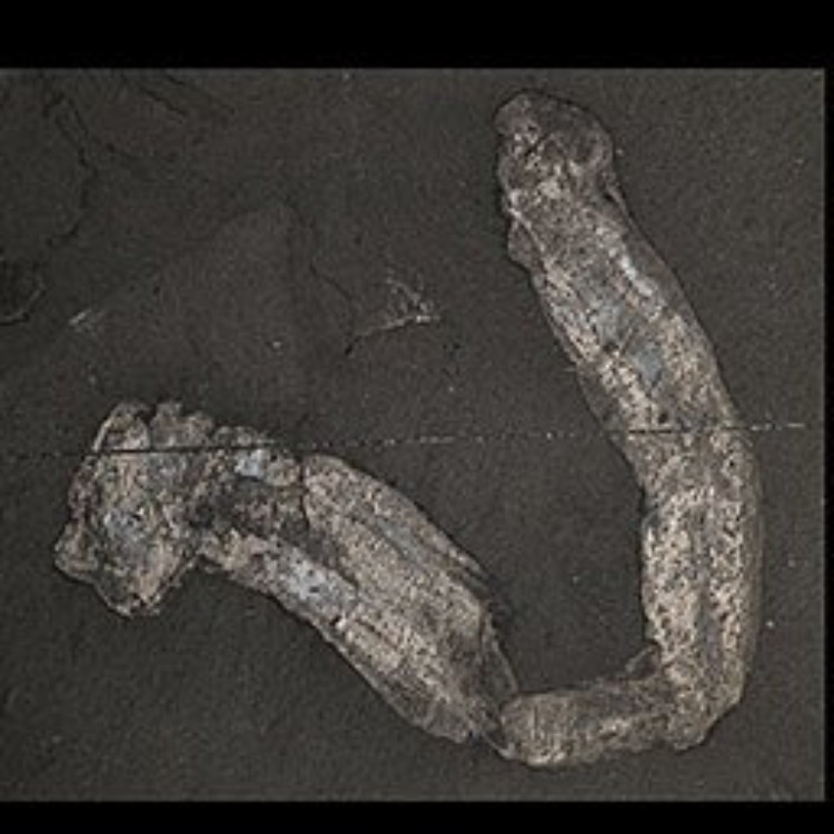 Hemichordate Fossil Showing Deuterostome Evolution