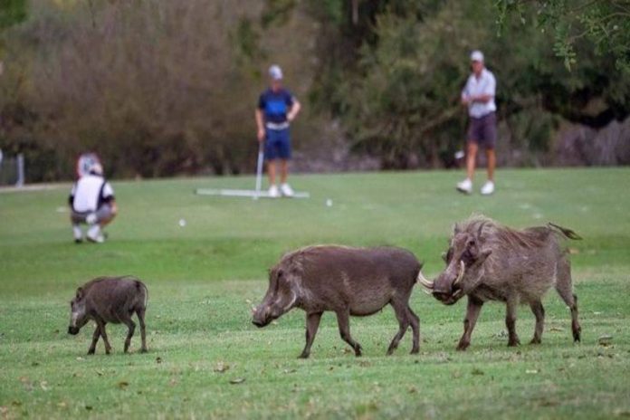 A picture of animals walking across a golf course