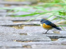 A picture of a Blue-tail bird.