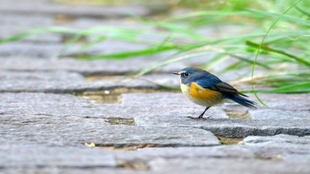 A picture of a Blue-tail bird.