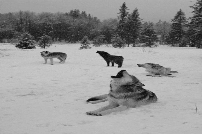 A picture of wolves