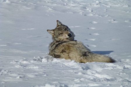 A picture of a gray wolf