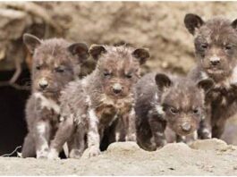 Four African-painted dogs pups in the wild