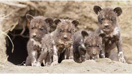 Four African-painted dogs pups in the wild