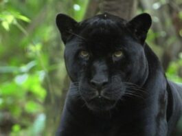A local man in a Texas City recently sighted a ‘black panther’