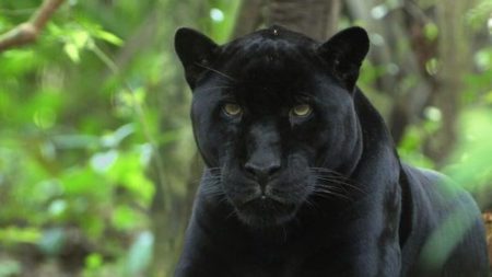 A local man in a Texas City recently sighted a ‘black panther’