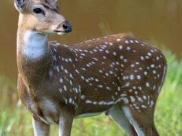 Scientists Warn Zombie Deer Disease Is a 'Slow Moving Disaster'