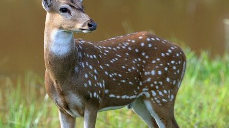 Scientists Warn Zombie Deer Disease Is a 'Slow Moving Disaster'