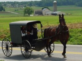 Michigan Police Arrest Woman Who Stole Walmart Shoppers’ Horse and Amish Buggy