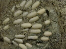 Researchers in Oregon have found a fossilized nest with over  50 oblong eggs that were laid 29 million years ago
