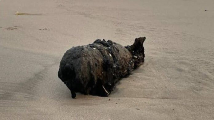 A WWII-Era Bomb washed ashore in California