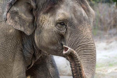 A picture of the Los Angeles Asian elephant