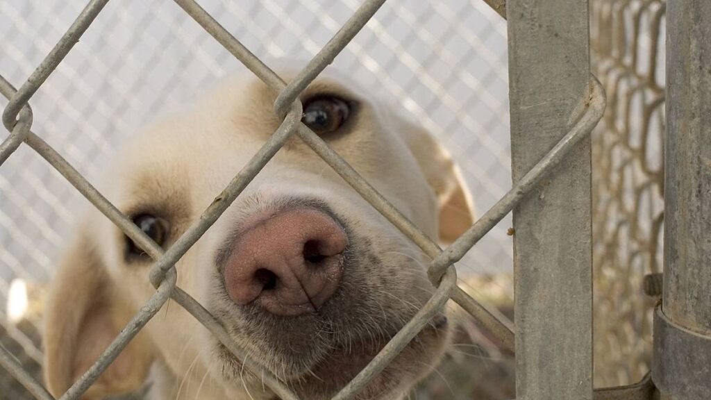 Photo of a dog behind a chain-link fence