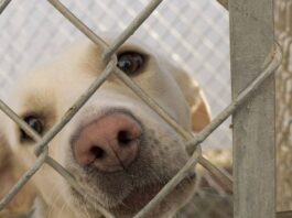 Photo of a dog behind a chain-link fence