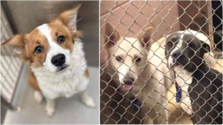 Dogs in a Dog Shelter