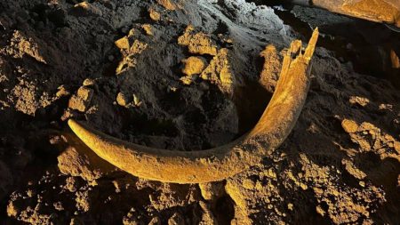 North Dakota Mammoth Tusk