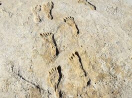 Fossilized footprints in White Sands National Park, New Mexico