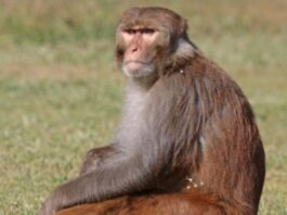 The Rhesus Macaque