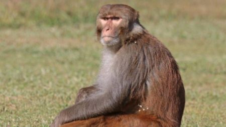 The Rhesus Macaque