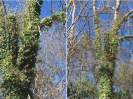 Oak Covered by English Ivy