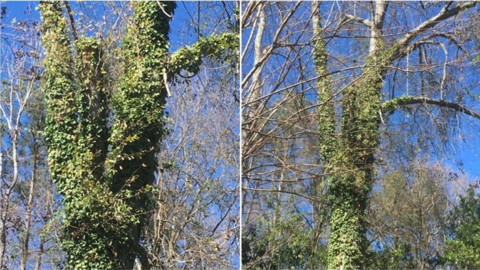 Oak Covered by English Ivy