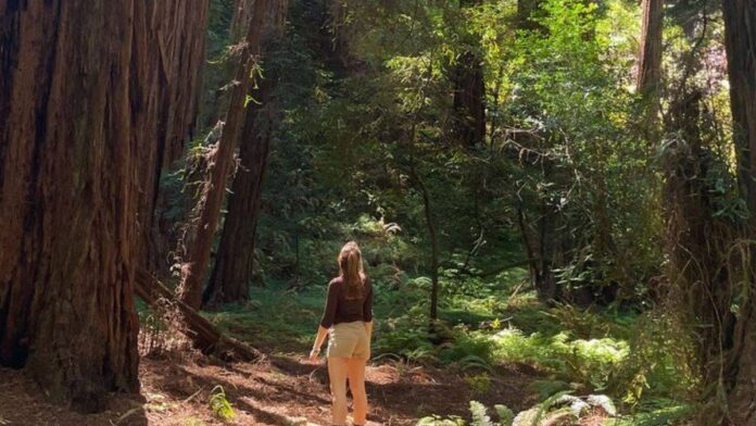A lady standing in Muir Woods.