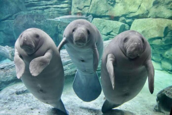 A picture of manatees