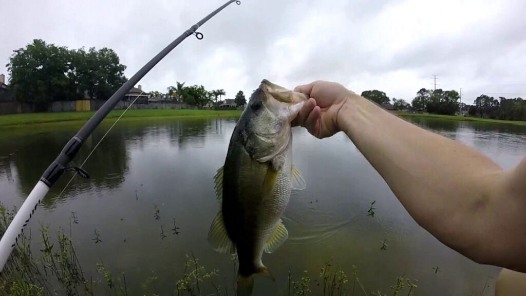 a fish caught in Florida retention pond 