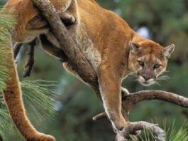 Cougar Attacks Washington Cyclist, Leaving One Woman Hospitalized