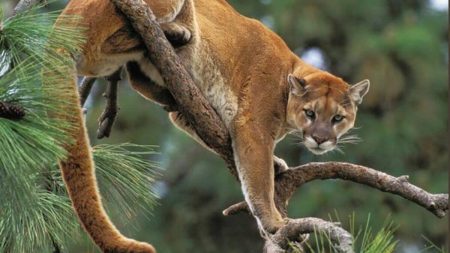 Cougar Attacks Washington Cyclist, Leaving One Woman Hospitalized