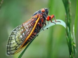 Experts Warn Two Broods of Over a Million Cicadas Will Emerge in the US in 2024