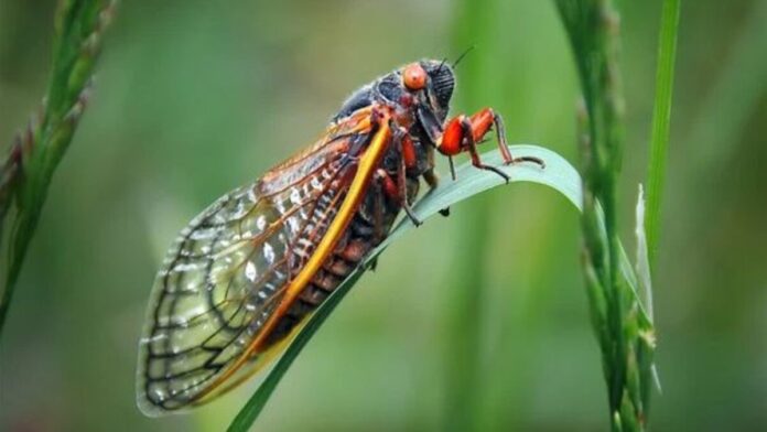 Experts Warn Two Broods of Over a Million Cicadas Will Emerge in the US in 2024