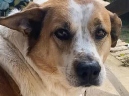 Amazon Fires Alabama Delivery Driver Who Shot Dog After Visiting Wrong Home