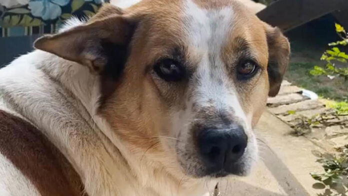 Amazon Fires Alabama Delivery Driver Who Shot Dog After Visiting Wrong Home