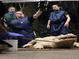 A picture of Nebraska Zoo Workers and an Alligator