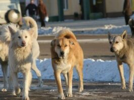 A picture of a pack of dogs