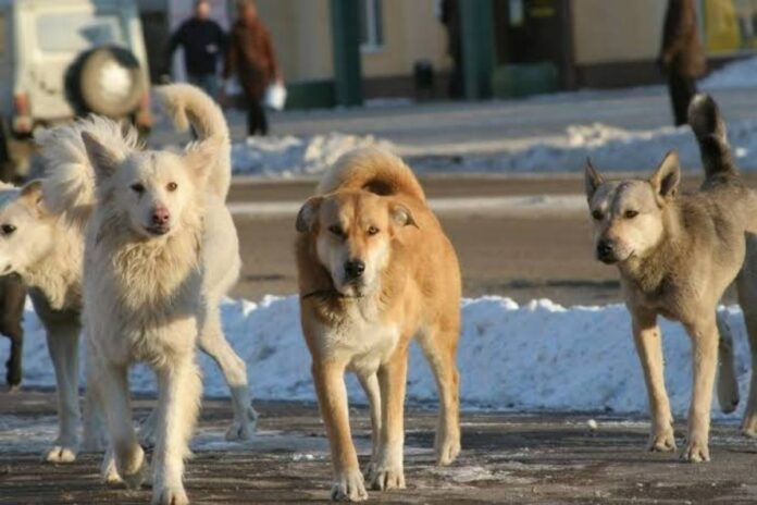 A picture of a pack of dogs