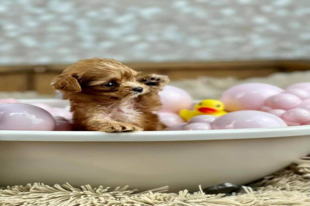 A picture of Sweet Pea, the tiniest pup at the 2024 Puppy Bowl