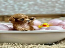 A picture of Sweet Pea, the tiniest pup at the 2024 Puppy Bowl