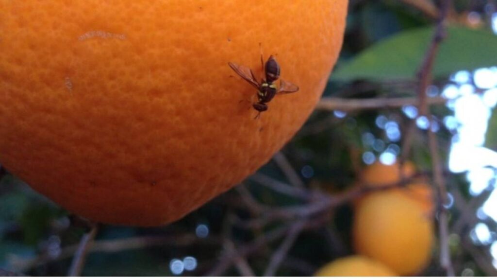 A fruit fly perched on a ripe citrus fruit