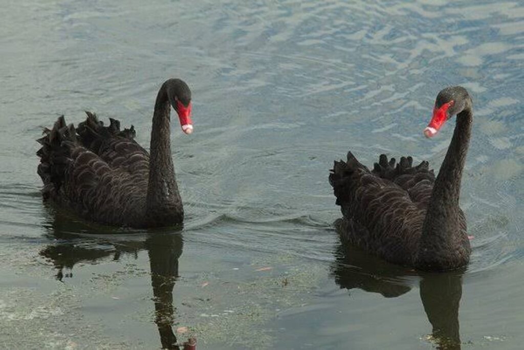 Two Black Swan