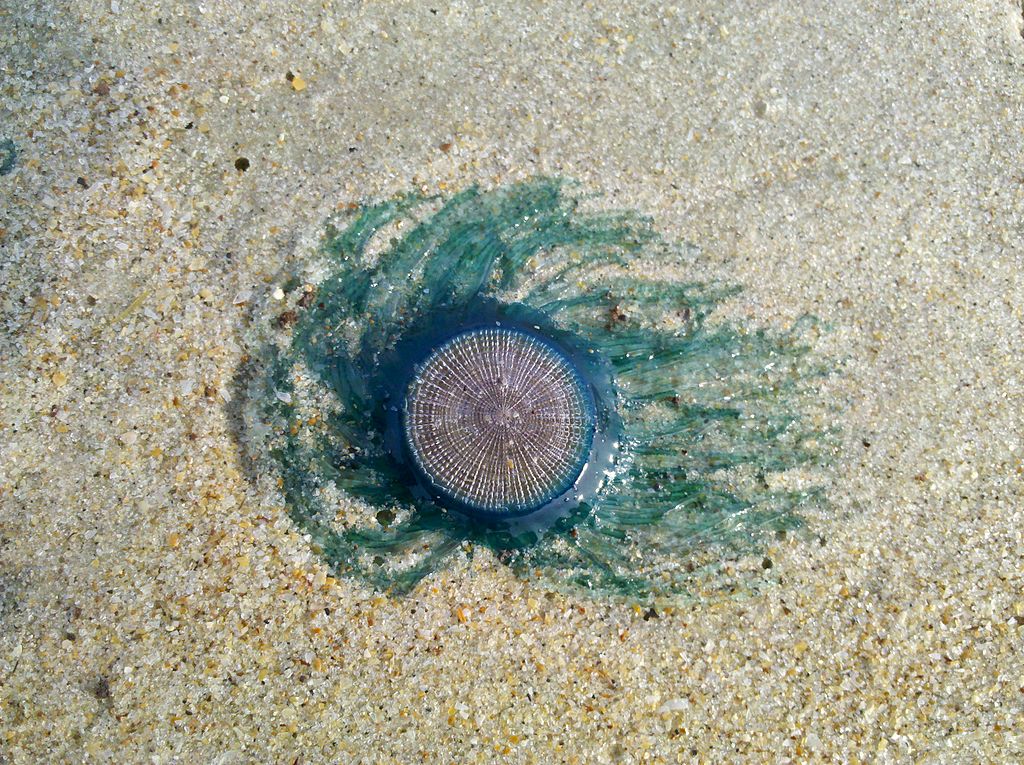 Blue Button washed up on the beach