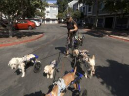 A picture of Debbie Pearl and her dogs