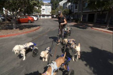 A picture of Debbie Pearl and her dogs